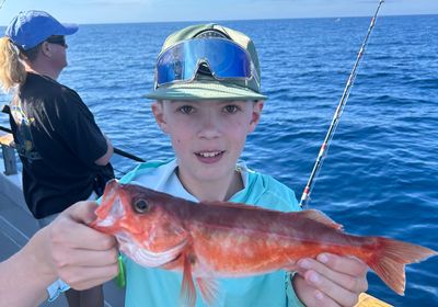 Shortraker rockfish