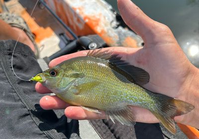 Redbreast sunfish x bluegill