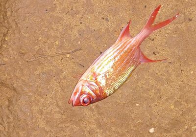 Squirrelfish