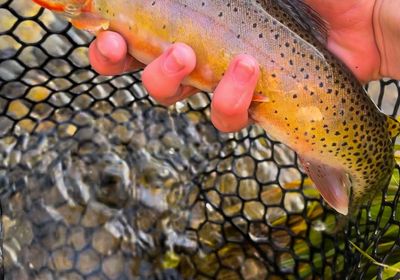 Rio Grande cutthroat trout