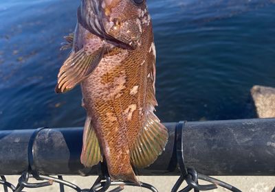 Black and yellow rockfish