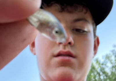 Western mosquitofish