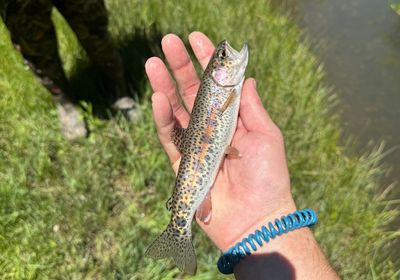 Goose Lake Redband Trout