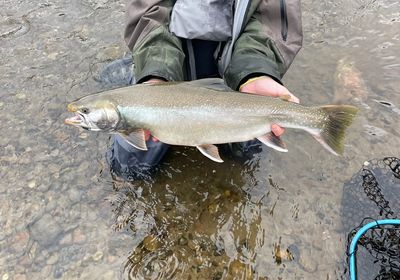 Dolly varden