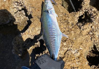 Queensland school mackerel