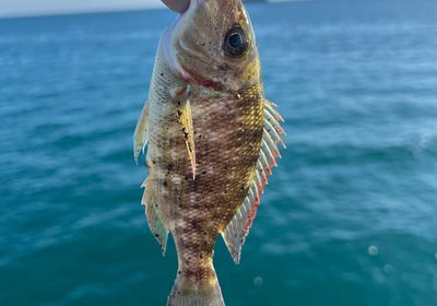 Orange-striped emperor