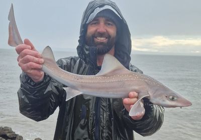 Starry smooth-hound