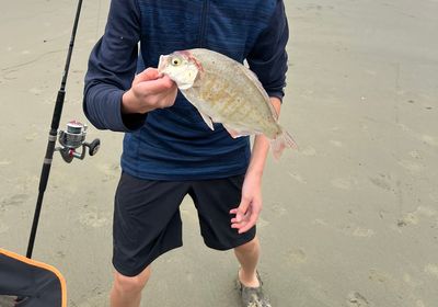 Redtail surfperch