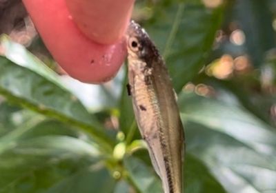 Emerald shiner