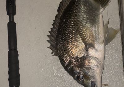 Surf bream