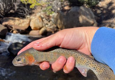 Greenback cutthroat trout