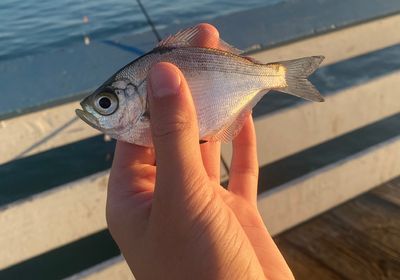 Carpenter seabream