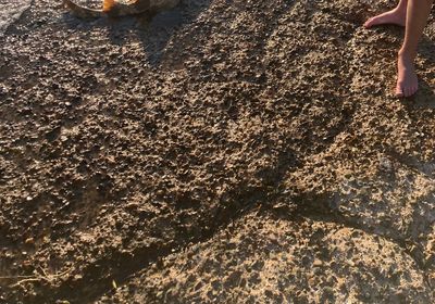 Spotted wobbegong