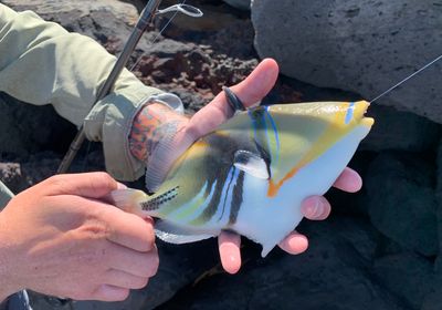 Picasso triggerfish