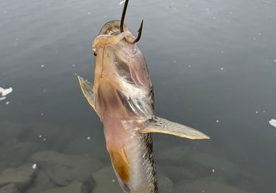 Yellowfin goby