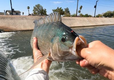 Blue tilapia