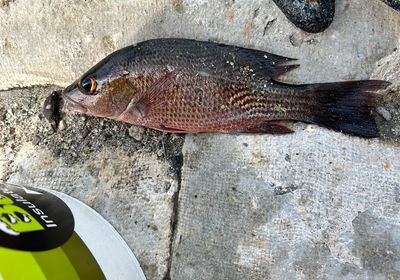 Cubera snapper