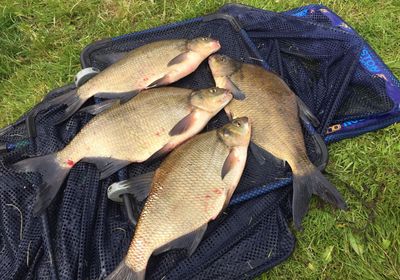 Common bream