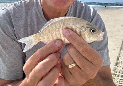 Barred surfperch