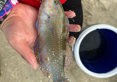 Puddingwife wrasse