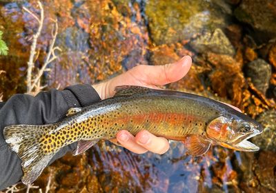 Greenback cutthroat trout