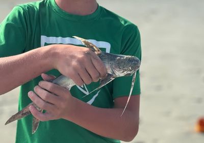 Spotted sea catfish