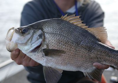 Estuary perch