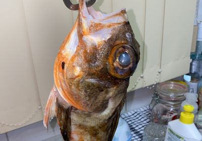 Common gurnard perch