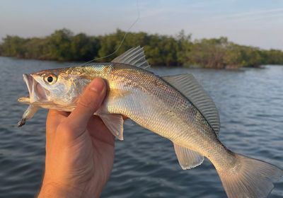 Gray weakfish
