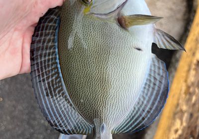 Ringtail surgeonfish