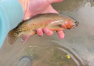 Colorado river cutthroat trout