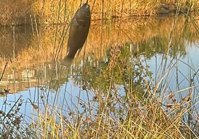 Mud sunfish