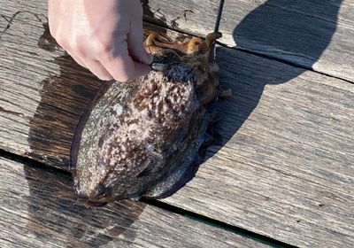 Common cuttlefish