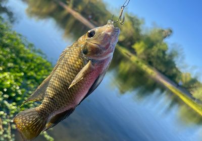 Redbelly tilapia