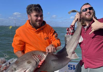 Broadnose sevengill shark