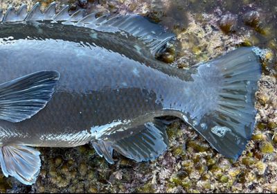 Eastern blue groper