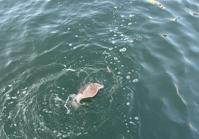 Bluespotted ribbontail ray