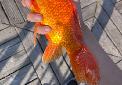 Goldfish