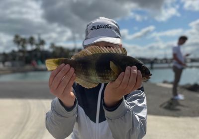 Brownspotted wrasse