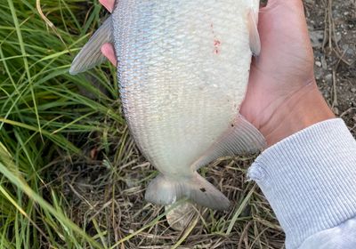 American gizzard shad