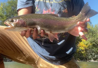 Cutbow