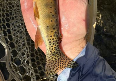 Rio Grande cutthroat trout