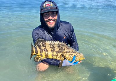 Atlantic goliath grouper