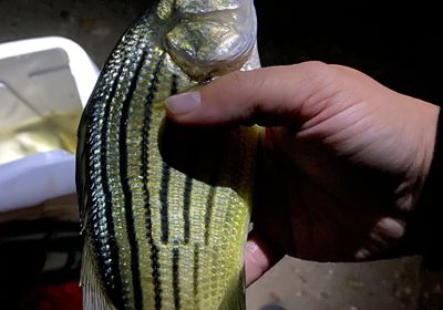 Yellow bass