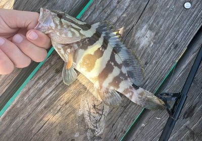 Nassau grouper