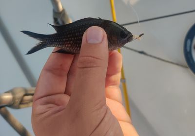 Mediterranean chromis