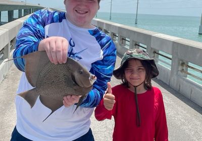 Gray angelfish