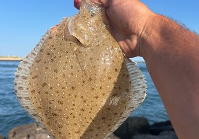 Windowpane flounder