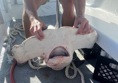 Scalloped hammerhead shark