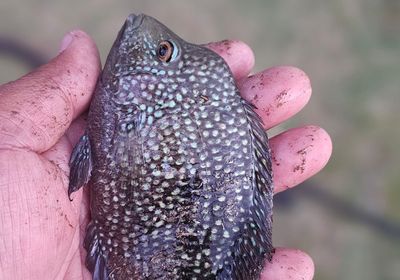 Rio Grande cichlid